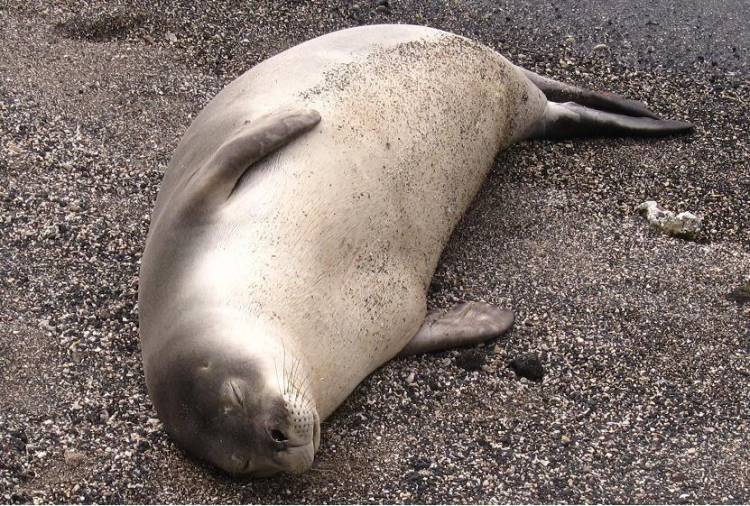 Sleeping Hawaiian Monk Seal