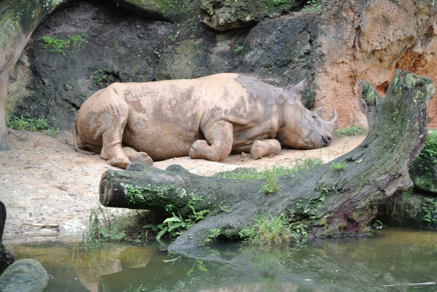 sleeping rhino