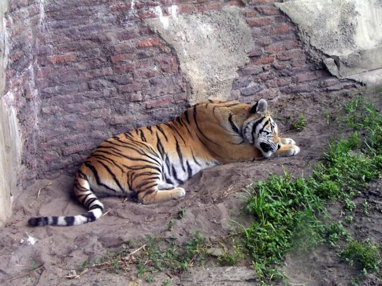 Sleeping Tiger