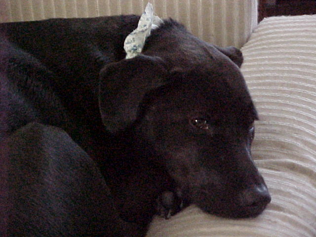 Sleepy head Jessie