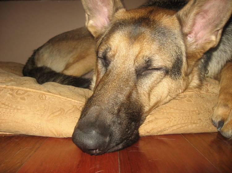 sleepy