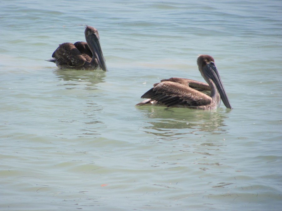 Smathers Beach