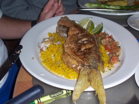 snapper