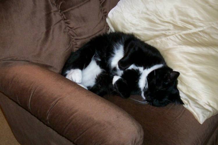 snoozing