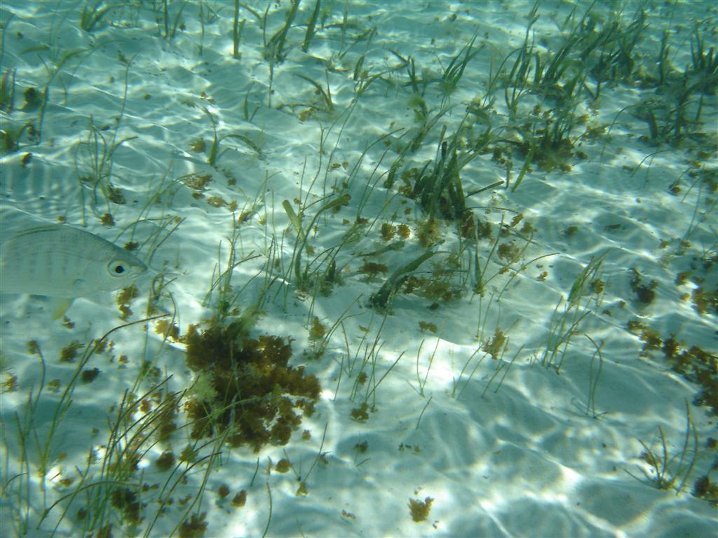 Snorkeling at Castaway Cay