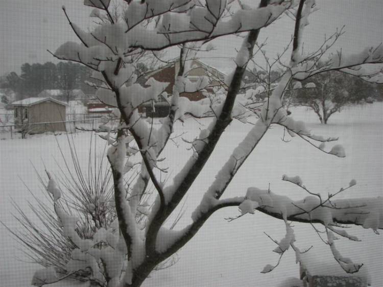 Snowday09a_009_Medium_