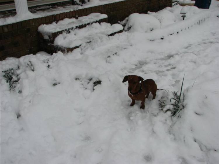 Snowday09b_003_Medium_