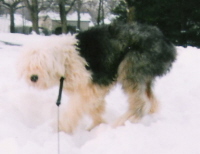 snowshaggy
