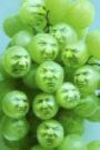 sour_grapes