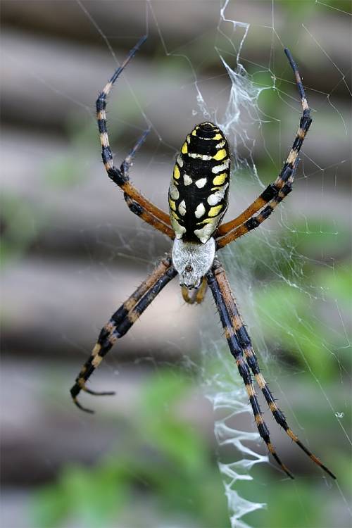 Spider on Tom Sawyer island