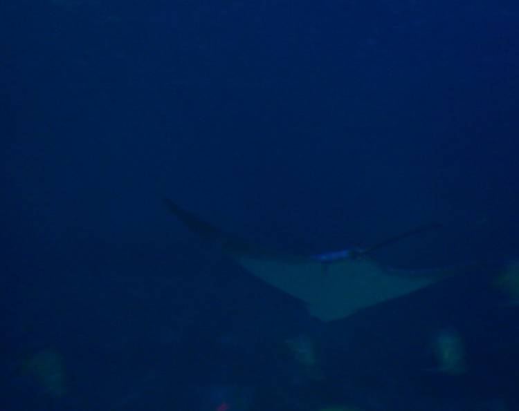 Spotted Eagle Ray