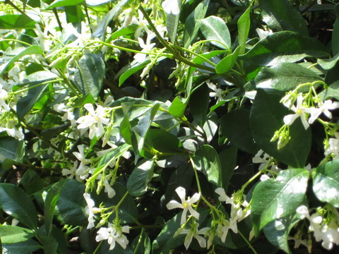 Star Jasmine