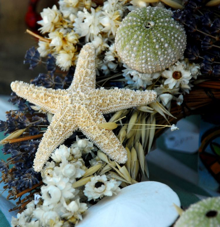 starfish