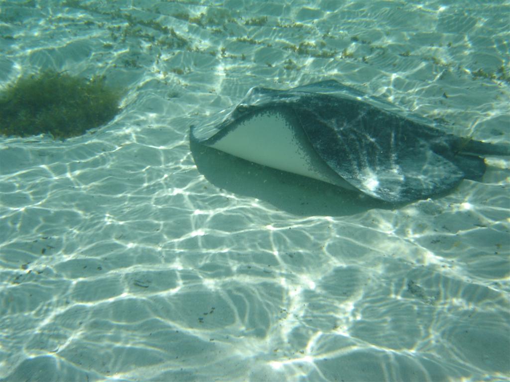 Steve's "wild" stingray friend - Castaway Cay