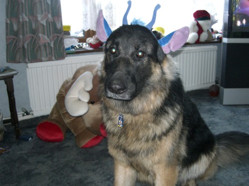 stitch