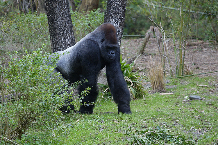 Strolling gorilla