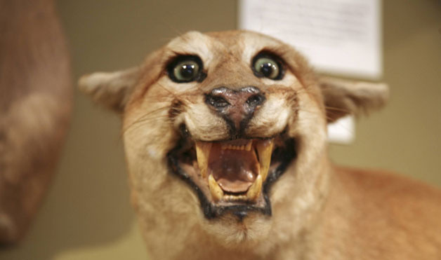 stuffed-cougar1