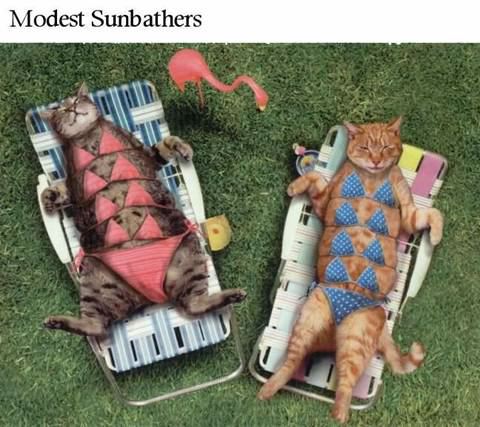 sunbathing cats