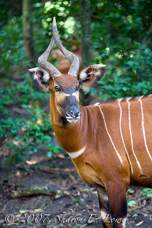 Sunrise Safari Example