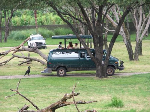 sunset safari vehicle