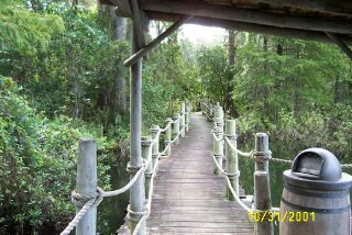 Swamp_Trail_3