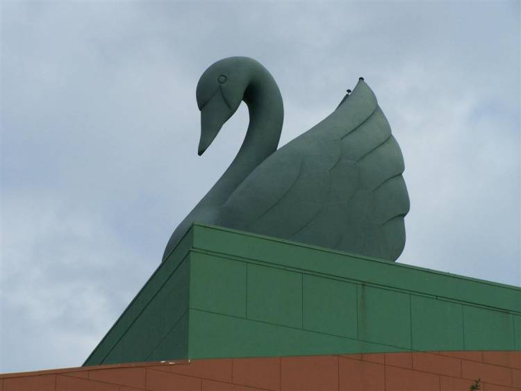 swan_Large_