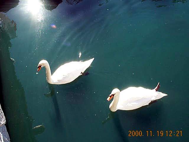 Swans in the Moat