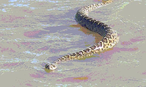 Swimming Snake