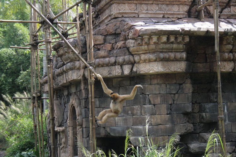 Swinging in the Air