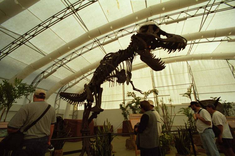 T-Rex