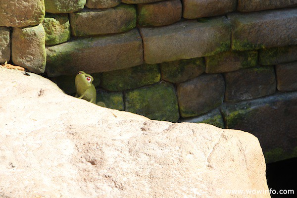 Tangled rest area - one of Pascal's hidden friends