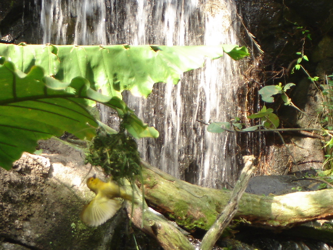 Taveta Golden Weaver