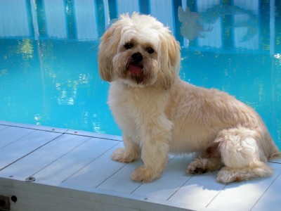 Teddy