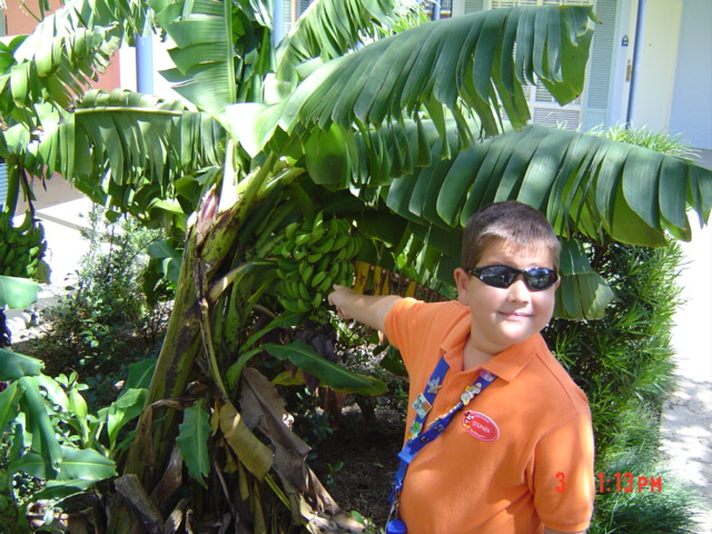 The Banana Tree