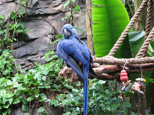 The Blue Parrot