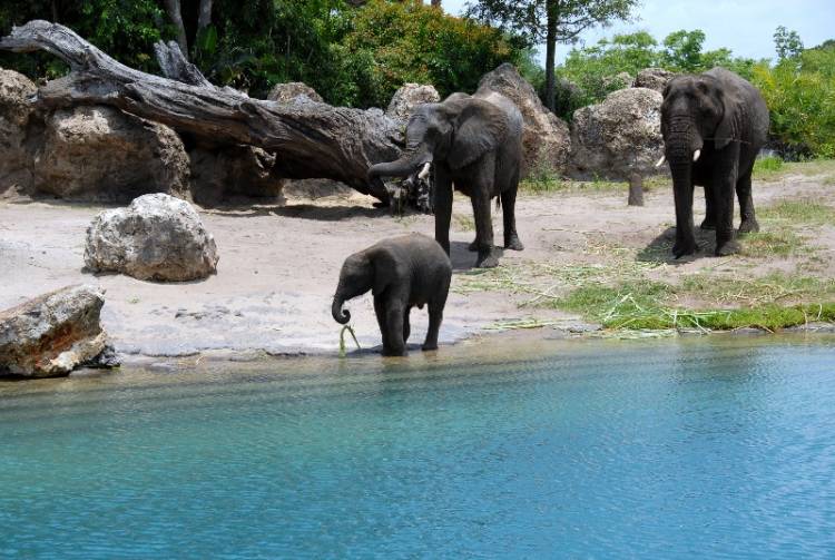 the Dumbo family