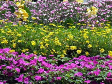 The Flower and Garden Festival