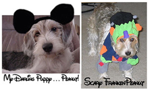 The many faces of Peanut