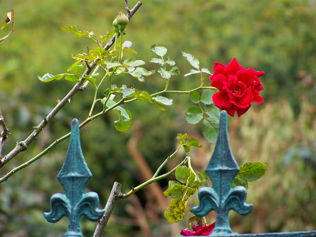 The Rose