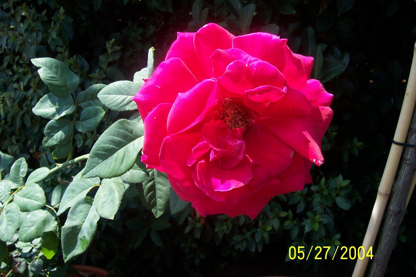 The roses were amazing!