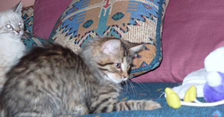 Theia