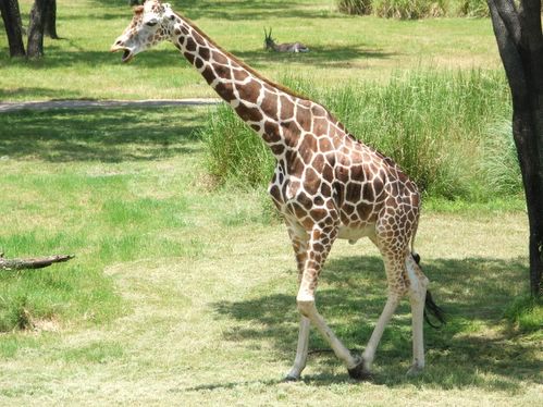 this guy liked to hang out by our room