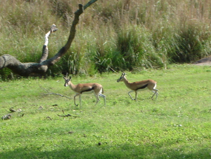Thompson's Gazelle