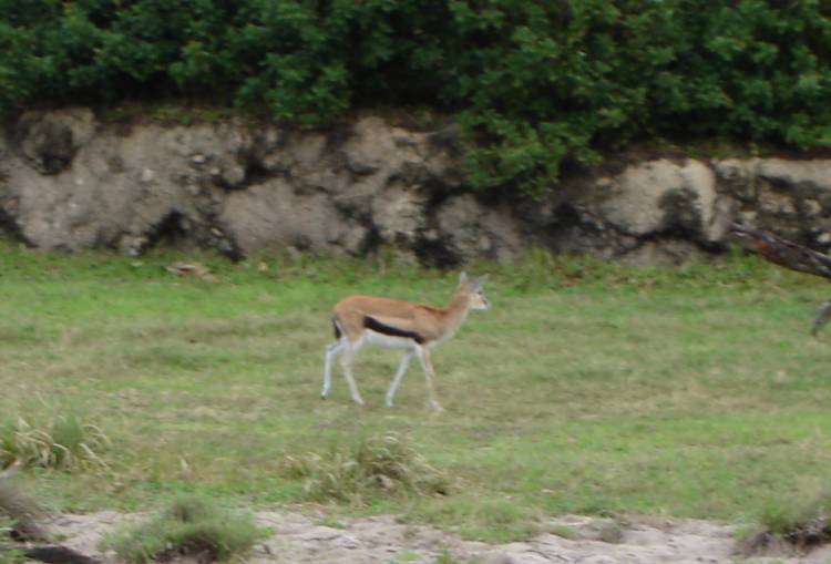 Thompson's Gazelle