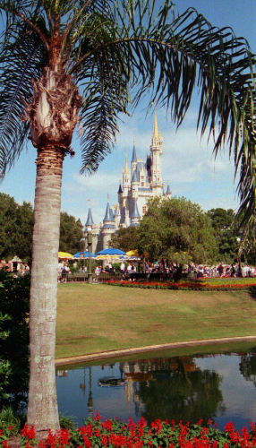 Through the Palms