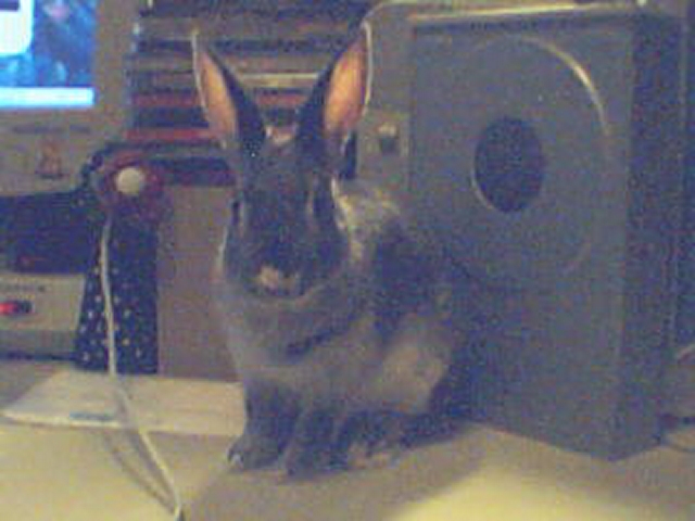 thumper1