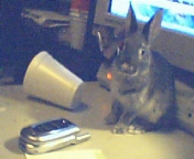 thumper2