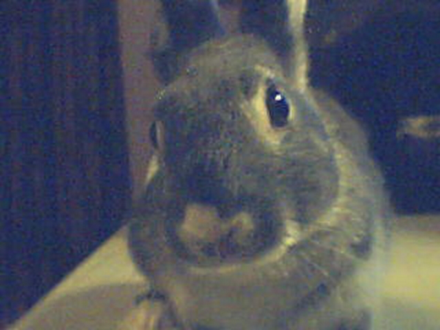 thumper3