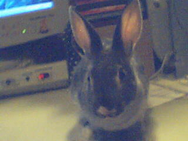 thumper4