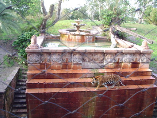 Tiger at Maharaja Jungle Trek